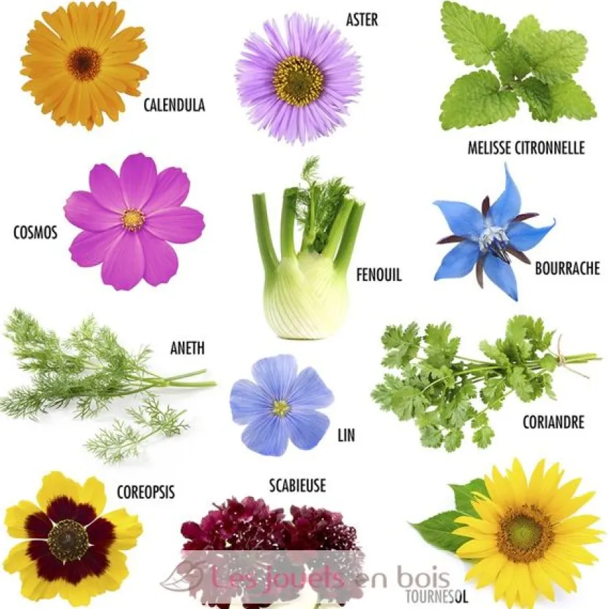 Coffret graines de Fleurs à Papillons - Radis et Capucine