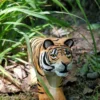 Figurine Tigre en bois, orange et noir - Wudimals