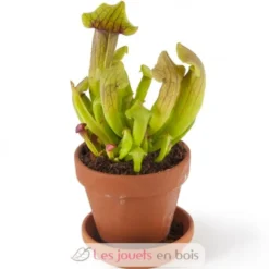 Je fais pousser ma Plante carnivore - Radis et Capucine