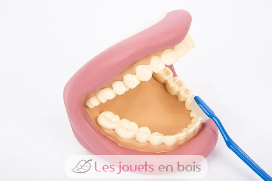 Kit géant de démonstration dentaire rose Tickit
