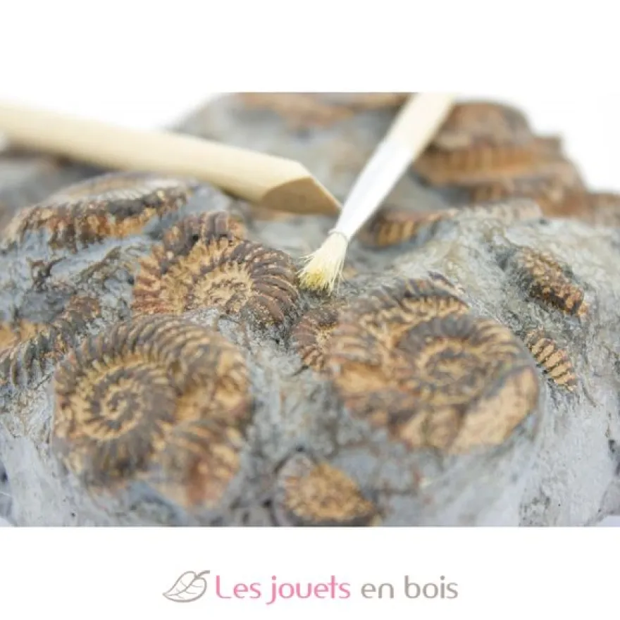 Kit Paleo - A travers les âges - Ulysse