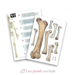 Squelette 45 cm - Buki France