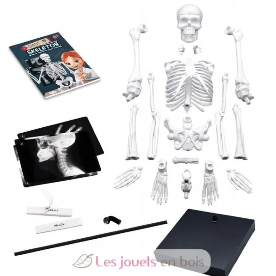 Squelette géant 85 cm - Buki France