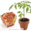 Tomate cerise bio en pot de culture - Radis et Capucine